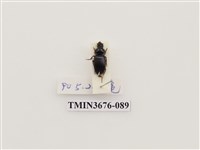 藏品(步行蟲(2))的圖片